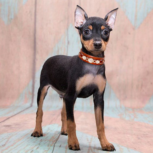 Real Leather Dog Collar with Rhinestone