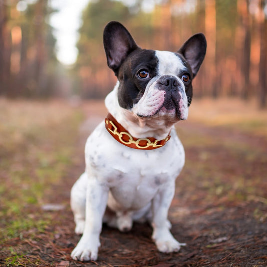 Real Leather Dog Collar with Metal Decorations